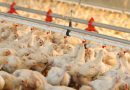 Poultry farming in Romania