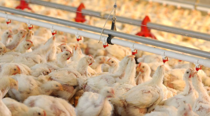 Poultry farming in Romania